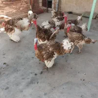 بوقلمون تخم طاووس