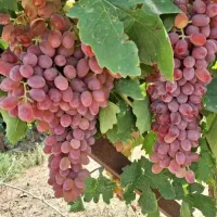 نهال انگور همه رقم|خدمات باغبانی و درختکاری|ملایر, |دیوار