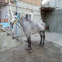 اسب کرد|اسب و تجهیزات اسبسواری|گرمی, |دیوار