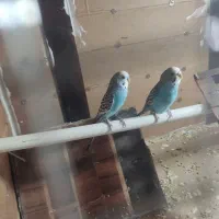 مرغ عشق مولد کار داده