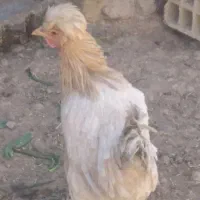 مرغ جوان تخم گذار