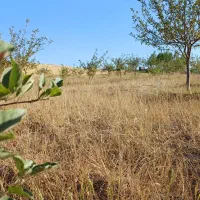 باغ ۱ هکتاری در روستای مشکین جیق بستان آباد|فروش زمین و ملک کلنگی|تیکمه داش, |دیوار