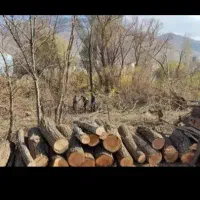 فروش چوب گز