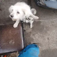 سگ ماده پیدا شده|حیوانات|اصفهان, ناژوان|دیوار