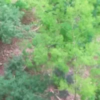 گل اسپرا با ریشه