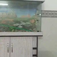 آکواریوم با همه وسایل|ماهی|ورامین, خیر آباد|دیوار