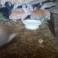 خرگوش|موش و خرگوش|مریوان, |دیوار