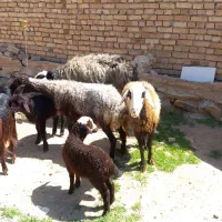 میش بره و بز بزغاله