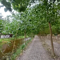 ویلا دار شدن آسان شد|فروش خانه و ویلا|بروجرد, |دیوار