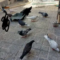 چند تا کفتر|پرنده|قرچک, مهدیه|دیوار