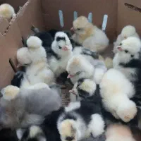 فوش انواع واقسام  جوجه اردک گلپایگانی سلطان و...