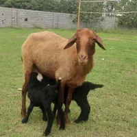 وره مار دوقلو