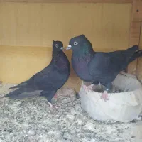 کبوتر بوشهری|پرنده|بوشهر, |دیوار