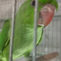 گرین شهر.پرنده.عمارلو قناری