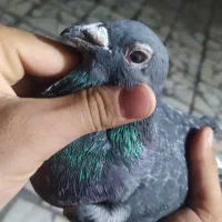 کبوتر مگس نر مست|پرنده|زاهدان, |دیوار