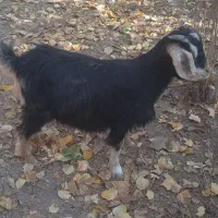 بزغاله پرگوشت برای قربانی