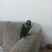 طوطی گریچیک سالم و دستی و خوش رنگ|پرنده|نیشابور, بنیاد شهید|دیوار