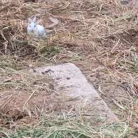 خرگوش شادگان