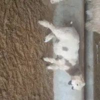 با سلام 6راس بره چاق و سبک به فروش میرسد