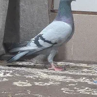 کبوتر