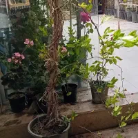 یاس امین الدوله چوبدار