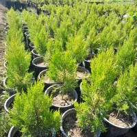 فروش عمده نهال کاج لاوسون|خدمات باغبانی و درختکاری|مرزنآباد, |دیوار