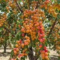می‌ترسی سرما به درختات آسیب بزنه/راهکارت پیش منه