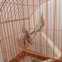 یک جفت عروس هلندی