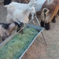 بره نر وماده بزغاله نر وماده اردکان|حیوانات مزرعه|اردکان, |دیوار