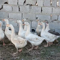 قوغاز سفید اوکراینی و آفریقای