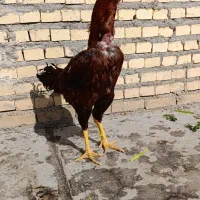 خروس لاری و مرغ لاری اصیل