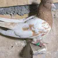 کفتر کله زرد