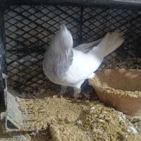 کبوتر کله الماسی|پرنده|رزن, |دیوار