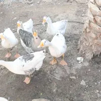 غاز|حیوانات مزرعه|خورموج, |دیوار