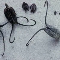 گل شاخک دار