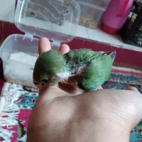 طوطی کوتوله سرلاکی|پرنده|کرمان, |دیوار
