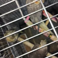 عروس هلندی قیمت مقطود|پرنده|کرج, خلج آباد|دیوار