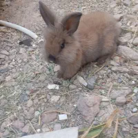 لپ بامزه|موش و خرگوش|قائن, |دیوار