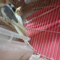 عروس هلندی نر و ماده