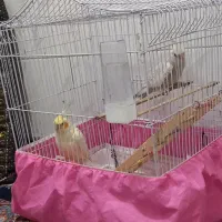 عروس هلندی