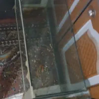 همستر با دو عدد آکواریوم|موش و خرگوش|زاهدان, |دیوار