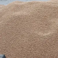 گندم پاک کرده امسال.