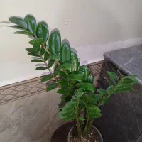 گلهای زیبا وشاداب|گل و گیاه طبیعی|مشهد, اروند|دیوار