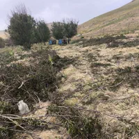 دراوردن ریشه درخت گردو بصورت رایگان|خدمات باغبانی و درختکاری|الشتر, |دیوار