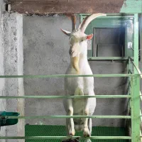 نر بز سانن درجه یک. بزغاله ها همه دو و سه قول