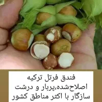 فندق ماکادمیا ،فندق فرتل و سنجد