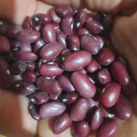 لوبیاقرمز رقم یاقوت|خوردنی و آشامیدنی|زنجان, |دیوار