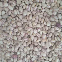 لوبیا چیتی امسال|عمدهفروشی|خرم بید, |دیوار