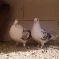کبوتر