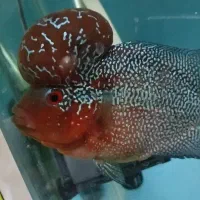 فلاور رد دراگون بیگ هد